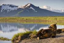 Grizzly Bear, Katmai National Park, Alaska von Danita Delimont