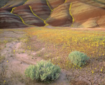 USA, Oregon, Bright yellow chaenactis von Danita Delimont