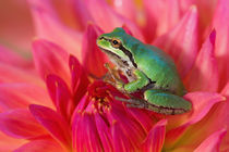 Pacific tree frog on flowers in our garden, Sammamish Washington von Danita Delimont