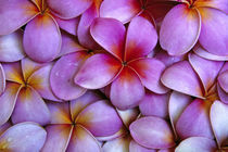 N.A., USA, Maui, Hawaii. Pink Plumeria blossoms. von Danita Delimont