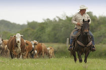 Mike Campbell returning with cows, Seadrift, TX von Danita Delimont