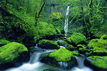 USA, Oregon, Columbia River Gorge National Scenic Area von Danita Delimont