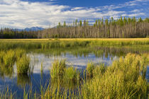 Small pond in McGee Meadow in Glacier National Park in Montana