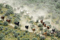 USA, Washington, Malaga, Running horses form vee shape during roundup by Danita Delimont