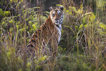 Bengal tigress in tall grass, trying to hunt, dry season, April von Danita Delimont