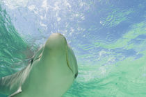 Bottlenose Dolphins (Tursiops truncatus) Caribbean Sea near Roatan, Honduras by Danita Delimont