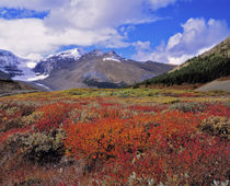 Canada, Alberta, Banff NP by Danita Delimont