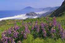 Lupine flowers and rugged coastline along southern Oregon von Danita Delimont