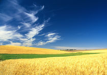 Wheat harvest on the Palouse in Eastern Washington. by Danita Delimont