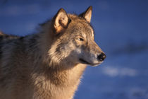 gray wolf, Canis lupus, in the foothills of the Takshanuk mountains von Danita Delimont