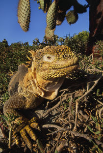 Land iguana, Conolophus subcristatus, Galapagos Islands von Danita Delimont