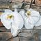 Orchids-painting-large