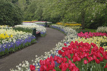 Sidewalk through tulips, daffodils, and hyacinth flowers von Danita Delimont