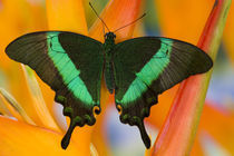 Sammamish, Washington Tropical Butterfly Photograph of Papilio palinurus