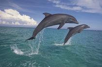 Caribbean Bottlenose dolphins (Tursiops truncatus) by Danita Delimont