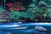 NA, USA, Oregon, Fall Foliage on North Umpquah River by Danita Delimont
