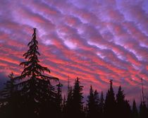 USA, Oregon, Three Sisters Wilderness by Danita Delimont