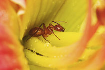 Red Ant Formica spp. Red AntFormica spp. by Danita Delimont