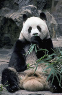 Asia, China, Chundu, Giant panda by Danita Delimont