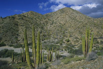Cactus, Cardon Cactus, endemic, Island Santa Catalina, Baja California, Mexico. by Danita Delimont