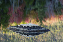 Rock and tree reflection, Lily Pond, White Mountain National Forest von Danita Delimont