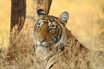 Portrait of Royal Bengal Tiger, Ranthambhor National Park, India. von Danita Delimont