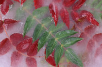 NA, USA, Washington, Issaquah. Ice encased Mahonia green/red by Danita Delimont