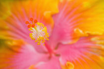USA, California, San Francisco. Pink and yellow Hibiscus flower. by Danita Delimont