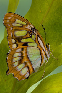 Sammamish, Washington Tropical Butterfly Photograph of Siproeta stelenes von Danita Delimont