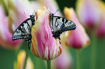 Two Swallowtail Butterflies on Tulip in Early Morning. Credit as von Danita Delimont