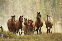 Horses cresting small hill during roundup, Montana. von Danita Delimont