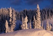 NA, USA, Washington, Mt. Rainier NP Winterscape by Danita Delimont