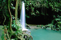Caribbean, Island of Dominica (aka Nature Island), Trois Piton National Park by Danita Delimont