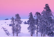 North America, USA, Montana, Yellowstone National Park. Winter landscape von Danita Delimont