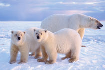 polar bear, Ursus maritimus by Danita Delimont