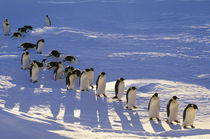 Emperor penguins walking, Aptenodytes forsteri, Antarctica by Danita Delimont