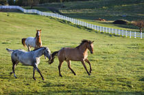 Horses in pasture near Polson Montana von Danita Delimont