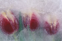 NA, USA, Washington, Issaquah. Ice encased tulips by Danita Delimont
