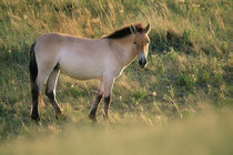 Takhi, Equus caballus przewalskii, Hustain Nuruu National Park, Mongolia von Danita Delimont