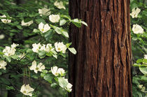 North America, USA, California, Yosemite National Park. Dogwood flowers von Danita Delimont