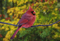 Male Northern Cardinal in autumn  Cardinalis cardinalis   by Danita Delimont