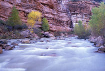 North America, USA, UT, Zion NP Virgin River at the honeycomb rocks area Fall by Danita Delimont