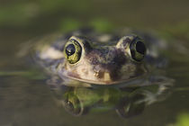 Couch's Spadefoot, Scaphiopus couchii by Danita Delimont