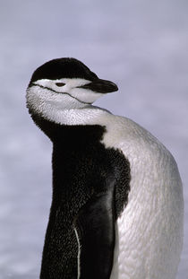 Antarctica. Chinstrap penguin by Danita Delimont