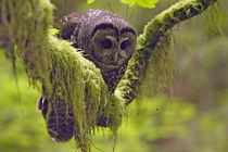 Oreogn, Coast Range, a Northern Spotted Owl (Strix occidentalis) by Danita Delimont