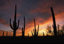 Carnegiea gigantea, after sunset in Saguaro National Park von Danita Delimont
