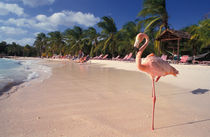 Caribbean, Aruba, Sonesta Island. von Danita Delimont