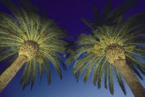 Palm Trees, San Francisco, California, USA von Danita Delimont