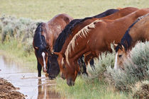 Feral Horse (Equus caballus) herd drinking in the high von Danita Delimont