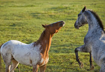 Horses in pasture near Polson Montana by Danita Delimont